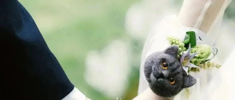 內卷不斷加??！行業(yè)迎“雙春年”結婚熱潮！